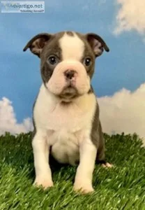 Grayson Boston terrier