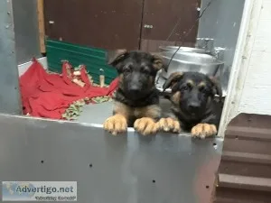 Akc german shepherd puppies