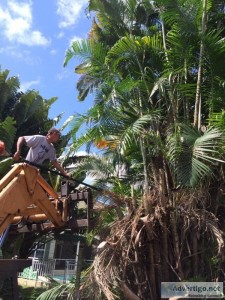 LICENSED and INSURED FULL-SERVICE TREE COMPANY- FREE ESTIMATES