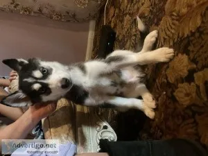 Siberian husky puppy