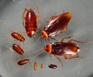 Pest Control Services in Malad by Sadguru Pest Control