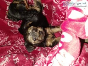 Yorkie puppies