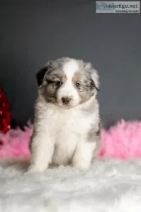 Willie Australian Shepard