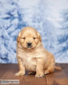 Gordon Golden Retriever