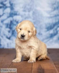 Sarah Golden Retriever
