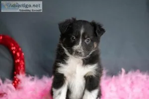 Wanda Australian Shepherd