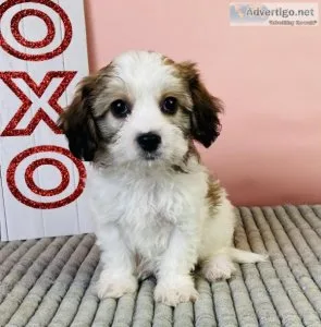 Ivan Cavachon