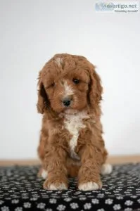 Kate Mini Cavapoo