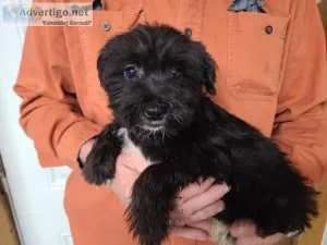 Oscar Miniature Schnauzer