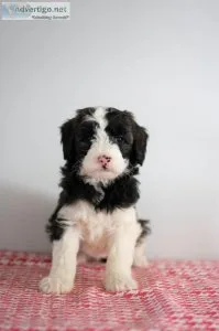 Annie Mini Sheepadoodle