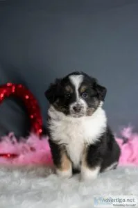 Wally Australian Shepherd