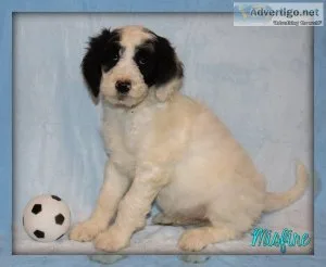 Misfire sheepadoodle