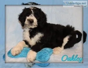 Oakley Sheepadoodle