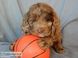 Patches Cockapoo