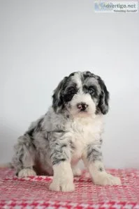 Toby Mini Sheepadoodle