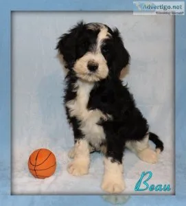 Beau Sheepadoodle