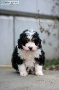 Bella Bernedoodle