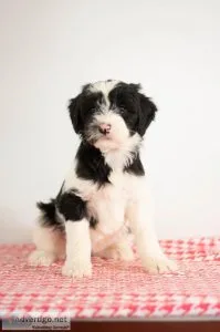 Sarah Mini Sheepadoodle