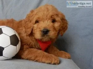 Rusty Goldendoodle