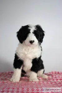 Emily Mini Sheepadoodle