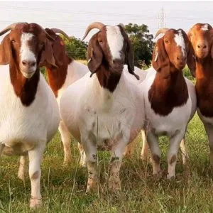 Meat goat breeds in india