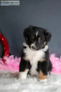 Weylin Australian Shepherd