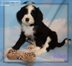 Honey Sheepadoodle