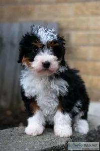 Luna Bernedoodle