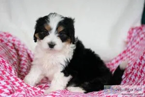 Alli Mini Bernedoodle