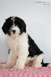 Butch Mini Sheepadoodle