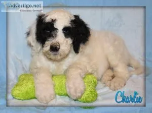 Charlie Sheepadoodle