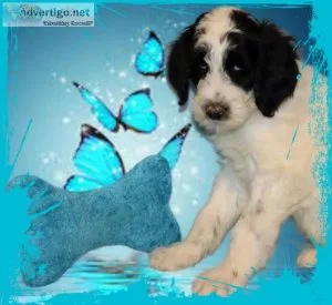 Ollie Male F1b Sheepadoodle