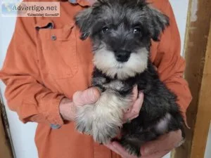 Pepper Miniature Schnauzer
