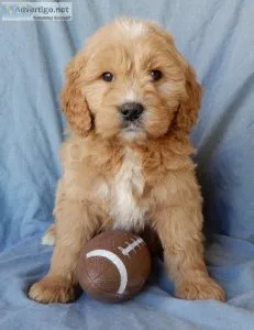 Copper Goldendoodle