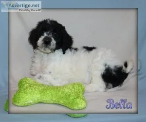 Bella Sheepadoodle