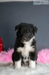 Wendy Australian Shepherd