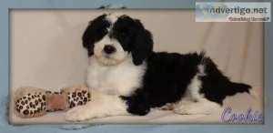 Cookie Sheepadoodle