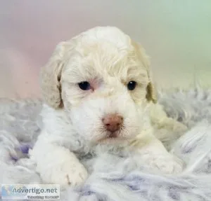 Jazzy Bichapoo
