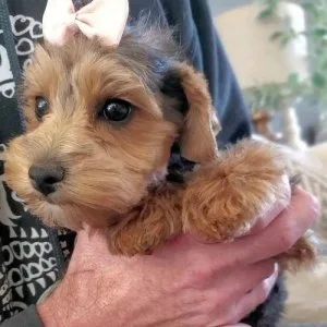 Small doggie Puppy ready for a new home