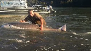 Sturgeon fishing Chilliwack from Kilby Lodge