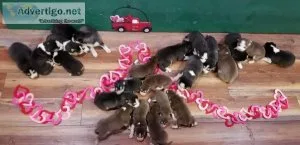 AKC Siberian Husky Puppies