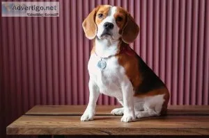 100% purebred beagle puppies available at efficient prices in pu