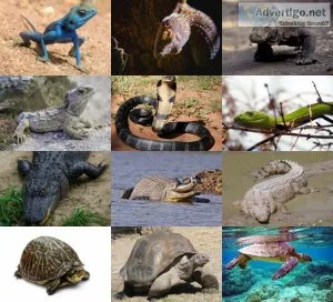 Small animal and reptile rescue