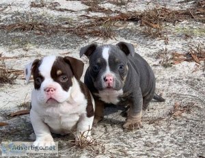 LUKAS - AMERICAN BULLY PUPPY FOR SALE