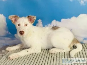 Rock Blue heeler mix