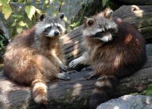 Raccoon Removal in Atlanta