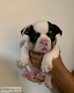 KING JR - AMERICAN BULLY PUPPY FOR SALE
