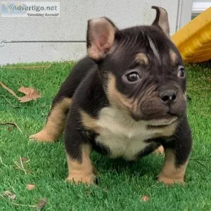 DAISY - AMERICAN BULLY PUPPY FOR SALE