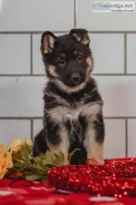 Renae German Shepherd