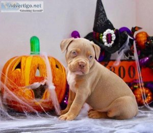 Male American Bully Chonk